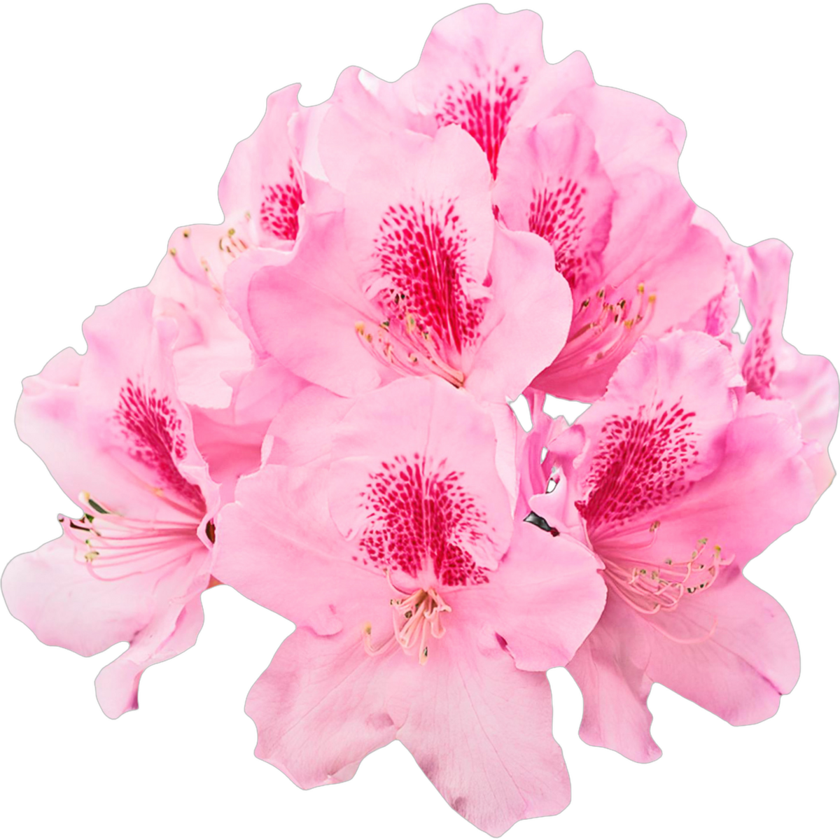 Chinese rhododendron