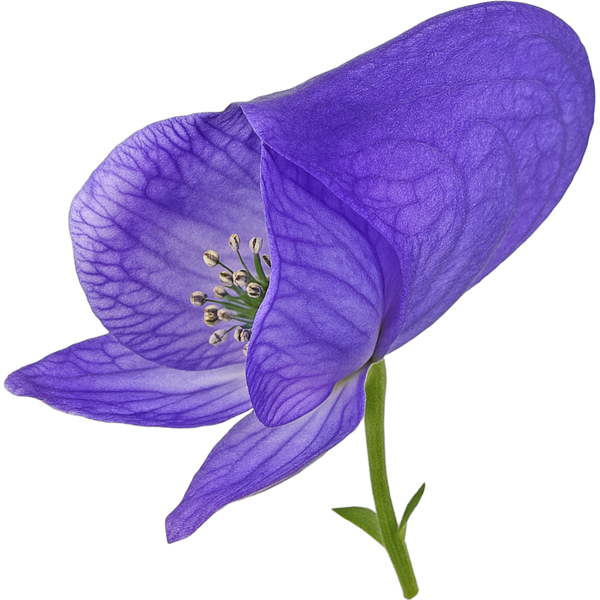 Monkshood