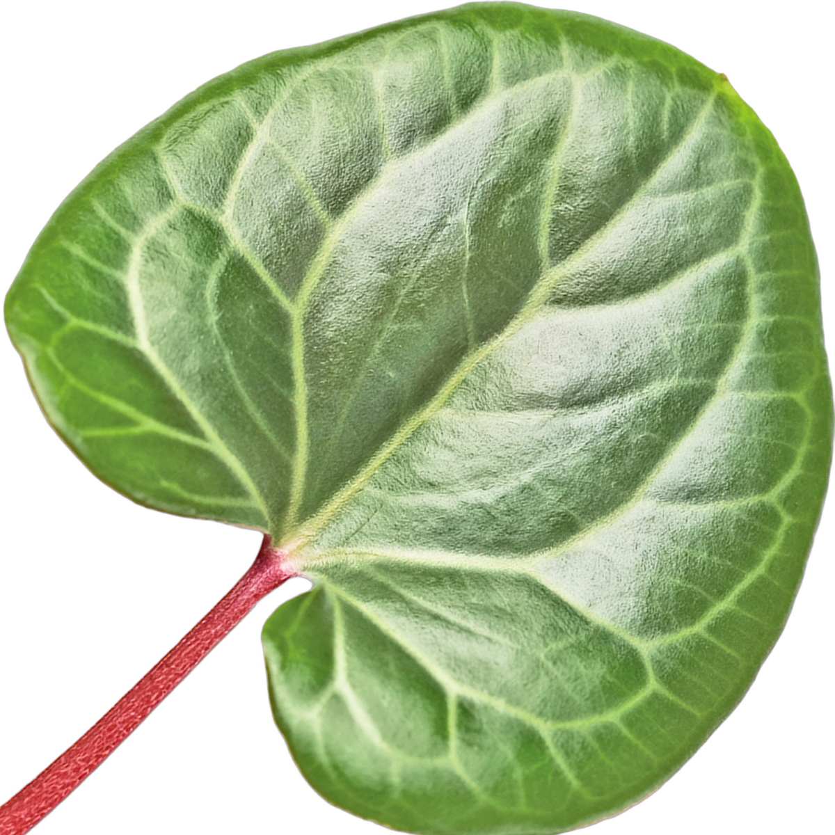 Cyclamen leaf