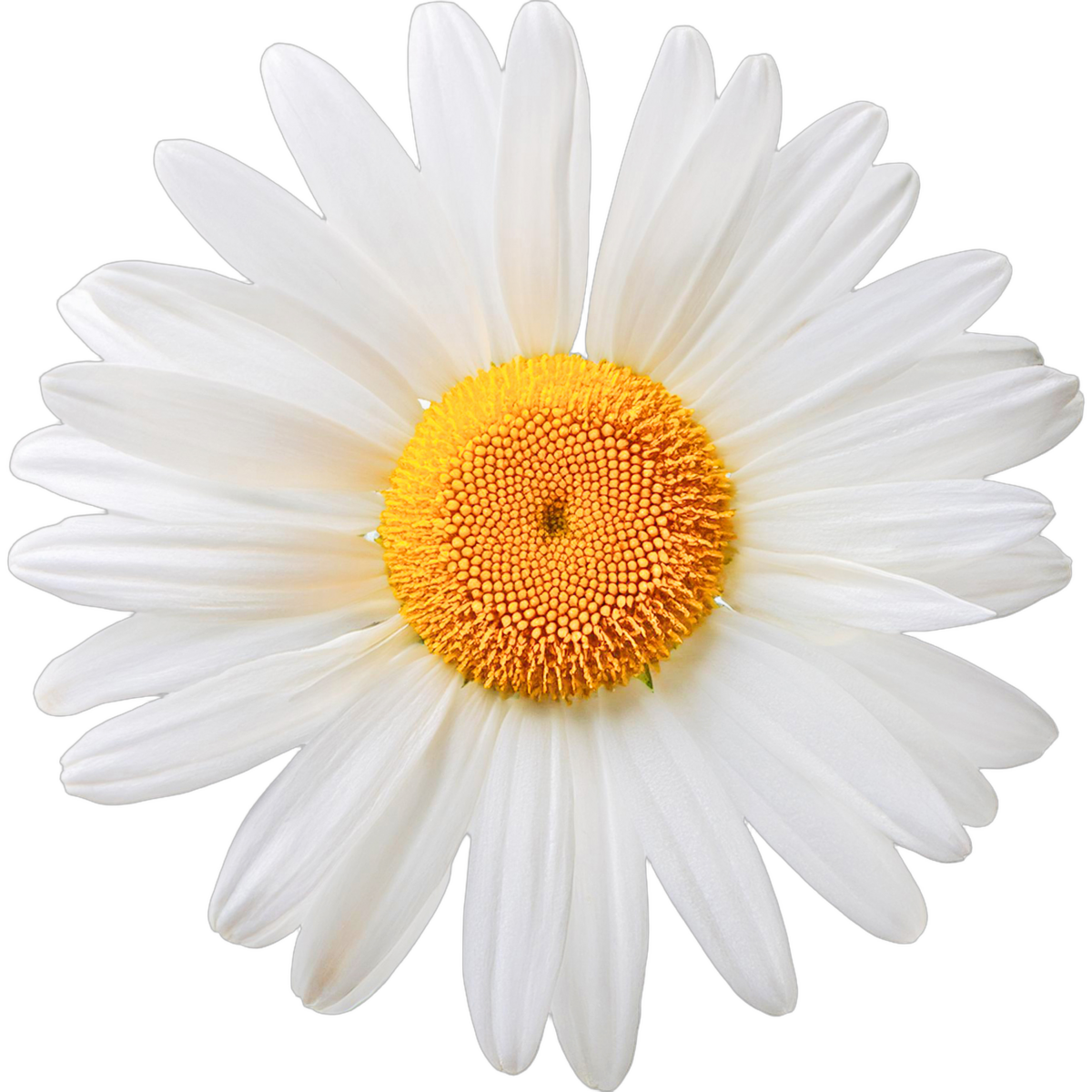 Daisy tree