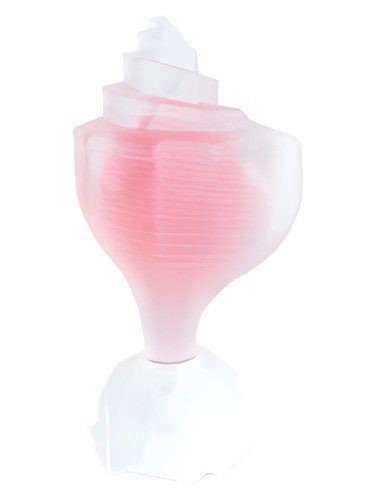 Pink Conch