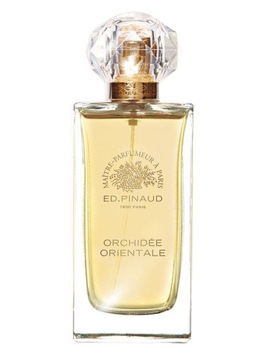 Orchidée Orientale