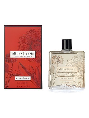 Geranium Bourbon