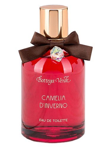 Camelia d’Inverno