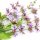 Balkans sage