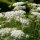 Wild carrot