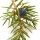Juniper needle