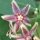 Silk Vine or Milk Broom