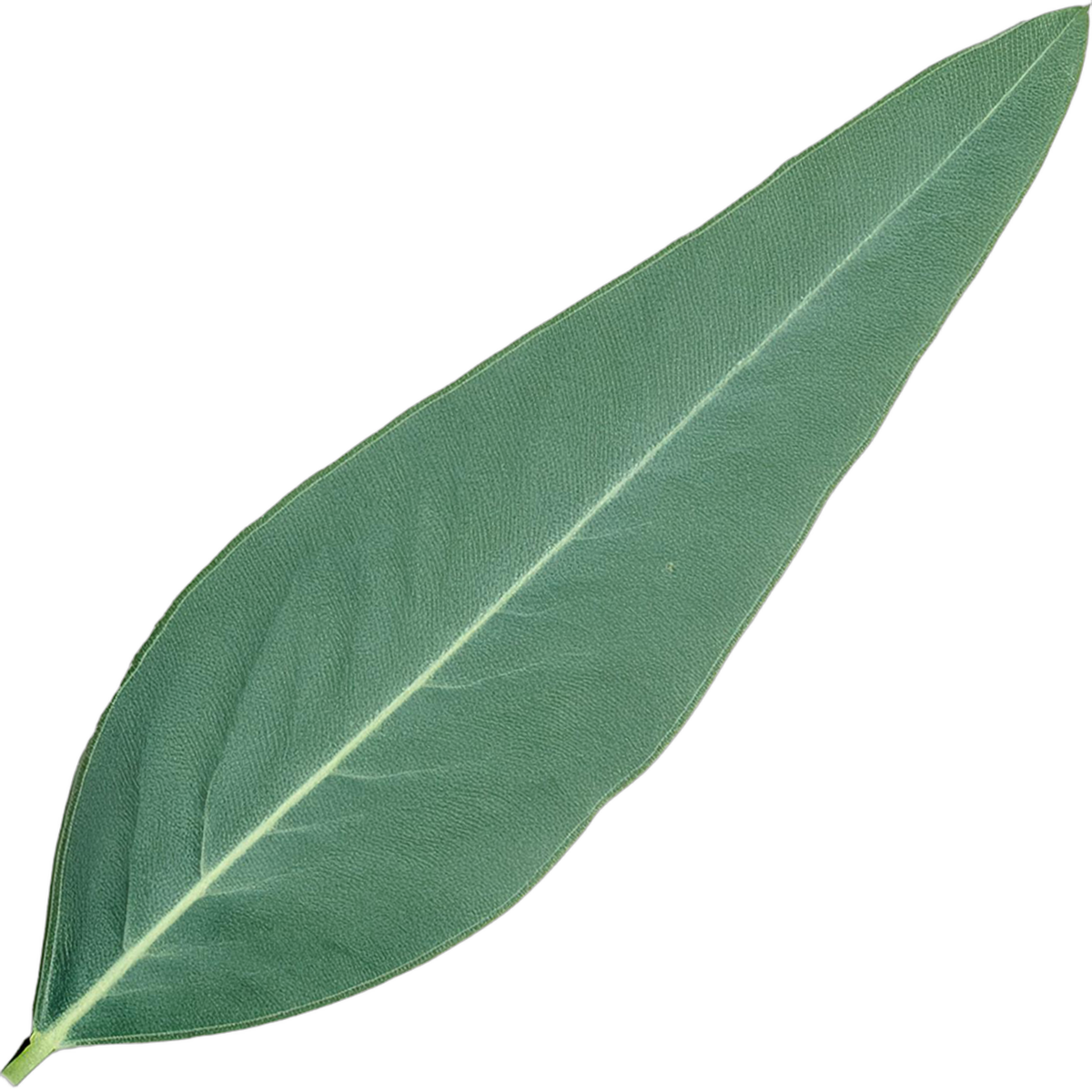 Eucalyptus tree