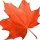 Maple leaf