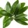 Olive Leaf