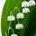 Tuscan lily of the valley