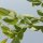 Rosewood Leaf