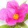 Corsican cistus