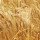 Barley malt