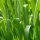 Gingergrass