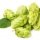 Hops