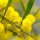 Sweet acacia absolute