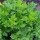 Chinese mugwort