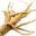 Ginseng tea
