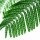 Mimosa leaves