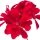 Pelargonium Leaf