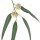 Blue gum eucalyptus