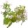 Brazilian oregano