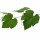 Grape leaves