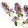 Bulgarian clary sage